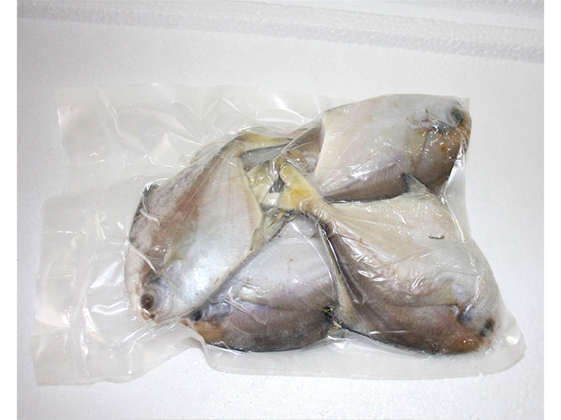 銀色的鯧魚(yú)